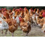 cote-d-ivoire-volailles-le-ministere-des-ressources-animales-et-halieutiques-interdit-la-vente-de-volailles-en-dehors-des-marches