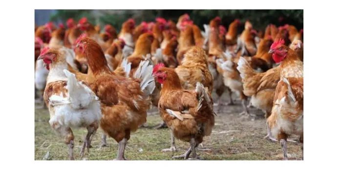 cote-d-ivoire-volailles-le-ministere-des-ressources-animales-et-halieutiques-interdit-la-vente-de-volailles-en-dehors-des-marches