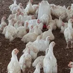 cote-d-ivoire-voici-ou-trouver-la-volaille-desormais-pour-les-fetes-de-fin-d-annee