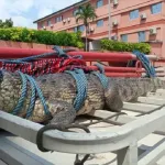 marcory-un-crocodile-debarque-dans-une-maison-et-fait-fuir-les-habitants