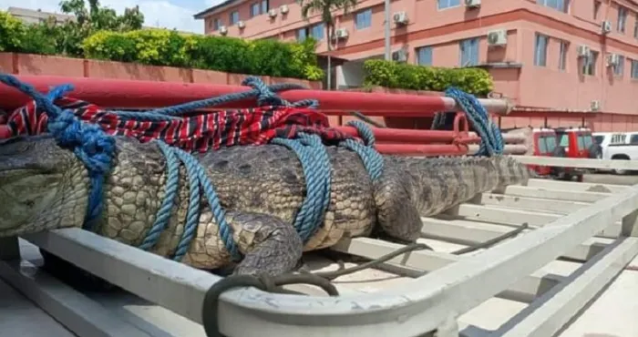 marcory-un-crocodile-debarque-dans-une-maison-et-fait-fuir-les-habitants
