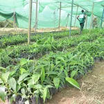 cote-d-ivoire-financement-du-secteur-agricole-les-etats-unis-decaissent-600-millions-fcfa-pour-les-pme