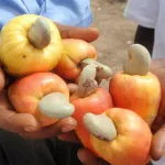 commercialisation-de-la-noix-de-cajou-la-campagne-2022-demarre-ce-vendredi