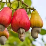 campagne-2022-de-commercialisation-de-la-noix-cajou-le-prix-plancher-aux-producteurs-fixe-a-305-fcfa-kg