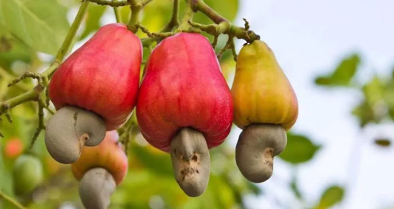 campagne-2022-de-commercialisation-de-la-noix-cajou-le-prix-plancher-aux-producteurs-fixe-a-305-fcfa-kg