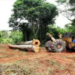 deforestation-la-tendance-baissiere-se-renforce-selon-le-ministere-des-eaux-et-forets