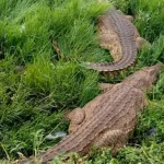 yamoussoukro-sos-pour-le-lac-aux-caimans