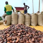 filiere-cafe-cacao-les-producteurs-peinent-a-commercialiser-leurs-recoltes-la-fuite-du-cacao-evoquee