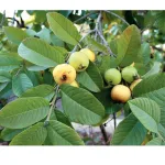 astuces-feuille-de-goyave-voici-5-bienfaits-des-feuilles-de-goyaves-qui-vont-transformer-votre-sante