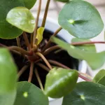 les-plantes-a-avoir-chez-soi-pour-attirer-l-energie-positive-et-l-argent-dans-les-maisons