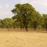 seguela-un-feticheur-taillade-a-la-machette-un-vieillard-de-70-ans-les-circonstances-du-drame