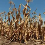 cop-15-lutte-contre-la-desertification-la-cote-d-ivoire-veut-mobiliser-un-millions-de-dollars-aupres-des-bailleurs
