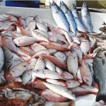 cote-d-ivoire-l-initiative-peche-cotiere-ipc-2022-le-secteur-de-la-peche-genere-pres-de-100-000-emplois-directs