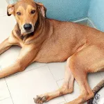 nuisance-sonore-il-porte-plainte-contre-le-chien-du-voisin-a-yopougon