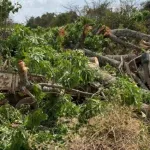 kani-un-fromager-abattu-s-ecroule-sur-un-vehicule-ayant-des-passagers-a-son-bord-un-mort-et-des-blesses-enregistres