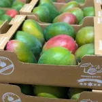 cote-d-ivoire-la-campagne-de-commercialisation-de-la-mangue-s-ouvre-le-5-avril-2022