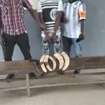 bondoukou-un-braconnier-trafiquant-d-ivoire-mis-aux-arrets-et-condamne-a-18-mois-de-prison-ferme