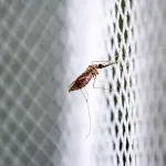 sante-l-oms-lance-une-initiative-mondiale-visant-a-empecher-une-nouvelle-pandemie