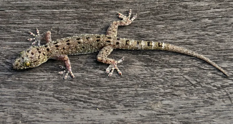 astuce-comment-se-debarrasser-des-geckos-ou-salamandres-des-maisons