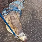 riviera-golf-la-presence-de-2-crocodiles-cree-la-panique-les-pompiers-sur-le-terrain