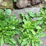 astuces-comment-debarrassez-vous-des-mauvaises-herbes-sans-produits-chimiques