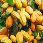 agriculture-les-statistiques-sur-l-evolution-de-la-commercialisation-du-cacao-et-du-cafe-en-2021