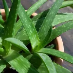 8-remedes-naturels-pour-lutter-contre-les-demangeaisons