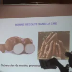 man-les-producteurs-sensibilises-sur-les-menaces-virales-du-manioc