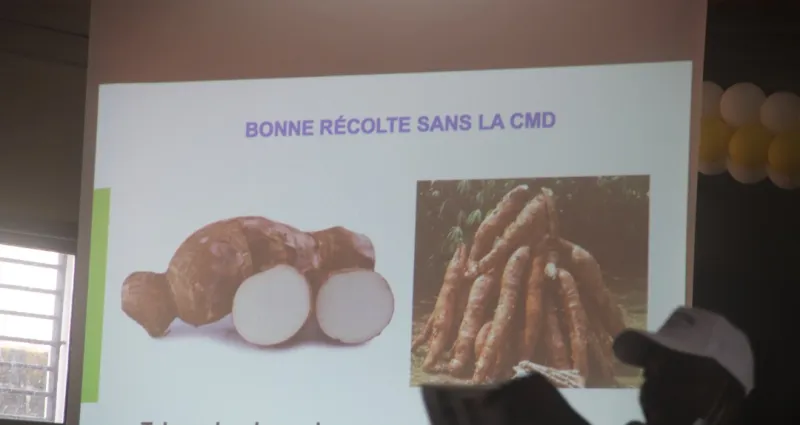 man-les-producteurs-sensibilises-sur-les-menaces-virales-du-manioc