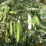 salon-des-arbres-nourriciers-d-afrique-la-1ere-edition-des-etals-du-nere-prevue-en-2024