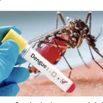 abidjan-l-epidemie-de-dengue-refait-surface-12-nouveaux-cas-dont-1-deces-deja-signales