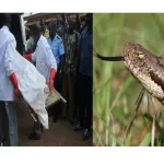 cote-d-ivoire-parti-a-la-chasse-voici-comment-un-eleve-de-6e-decede-apres-avoir-ete-pique-par-une-vipere