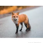 sante-qu-est-ce-que-la-maladie-du-renard-a-la-fois-rare-et-dangereuse