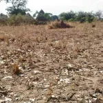 secheresse-dans-le-monde-l-onu-tire-la-sonnette-d-alarme-ce-que-revele-les-chiffres-de-2022