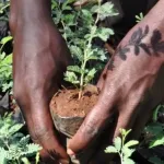 cop-15-le-premier-ministre-patrick-achi-va-conduire-une-operation-de-planting-d-arbres-ce-mercredi