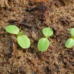 cop-15-preservation-des-ecosystemes-et-restauration-des-sols-le-firca-devoile-les-projets-realises