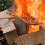 daoukro-la-police-detruit-deux-fumoirs-trois-suspects-interpelles