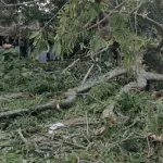 drame-a-dignago-un-arbre-tue-5-femmes-dont-3-rivales-une-porte-une-grossesse