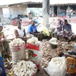plusieurs-producteurs-sensibilises-pour-sauver-le-manioc-ivoirien