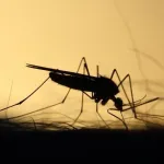 moustiques-voici-4-astuces-pour-eviter-de-se-faire-piquer-la-nuit