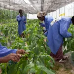 agriculture-le-projet-tsa-aoc-afrique-de-l-ouest-lance-a-bassam-la-semaine-prochaine