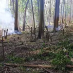 cote-d-ivoire-des-clandestins-dans-la-foret-classee-de-seguie-mis-aux-arrets