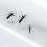 voici-ce-qui-attire-le-plus-les-moustiques-dans-une-maison