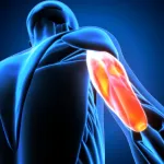 voici-le-muscle-le-plus-puissant-du-corps-humain