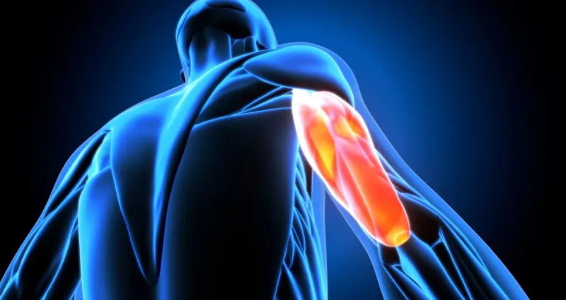 voici-le-muscle-le-plus-puissant-du-corps-humain
