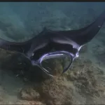 tech-protection-de-l-environnement-une-marque-de-montres-vole-au-secours-de-l-espece-animal