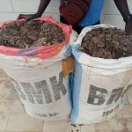 cote-d-ivoire-guiglo-deux-trafiquants-d-animaux-mis-aux-arrets-avec-153-kilogrammes-d-ecailles-de-pangolins