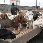 a-72-heures-de-la-fete-de-tabaski-2022-la-situation-a-l-abattoir-de-port-bouet-des-moutons-cherchent-acheteurs