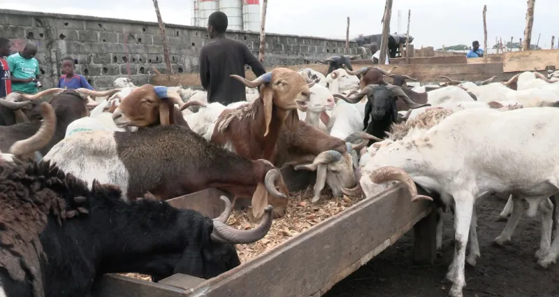a-72-heures-de-la-fete-de-tabaski-2022-la-situation-a-l-abattoir-de-port-bouet-des-moutons-cherchent-acheteurs