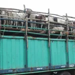 tabaski-2022-prix-eleves-des-betes-plus-de-30-camions-de-moutons-renvoyes-apres-la-fete